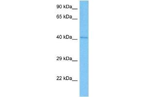 Host:  Rat  Target Name:  TSG101  Sample Tissue:  Rat Brain  Antibody Dilution:  1ug/ml (TSG101 抗体  (C-Term))