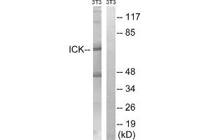 Western blot analysis of extracts from 3T3 cells, treated with PBS (10uM, 60mins), using ICK (epitope around residue 159) antibody. (ICK 抗体  (Tyr159))