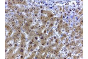 Immunohistochemistry (IHC) image for anti-Glyceraldehyde-3-Phosphate Dehydrogenase (GAPDH) (Internal Region) antibody (ABIN185543)