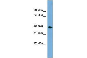 WB Suggested Anti-Anxa13 Antibody Titration: 0. (Annexin A13 抗体  (Middle Region))