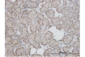 Immunoperoxidase of purified MaxPab antibody to RPL29 on formalin-fixed paraffin-embedded human salivary gland. (RPL29 抗体  (AA 1-157))