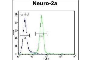 RT34 Antibody (N-term) (ABIN654944 and ABIN2844585) flow cytometric analysis of Neuro-2a cells (right histogram) compared to a negative control cell (left histogram). (MRPS34 抗体  (N-Term))