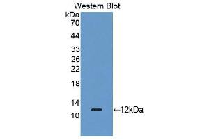 Western blot analysis of the recombinant protein. (REG3g 抗体  (AA 87-175))