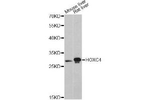 Western blot analysis of extracts of various cell lines, using HOXC4 antibody (ABIN6291154) at 1:3000 dilution. (HOXC4 抗体)