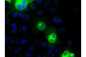 Anti-CDH13 mouse monoclonal antibody (ABIN2452903) immunofluorescent staining of COS7 cells transiently transfected by pCMV6-ENTRY CDH13 (RC206068). (Cadherin 13 抗体)