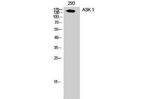 Western Blotting (WB) image for anti-Mitogen-Activated Protein Kinase Kinase Kinase 5 (MAP3K5) (Ser897) antibody (ABIN3183403) (ASK1 抗体  (Ser897))