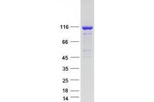 Western Blotting (WB) image for rho Guanine Nucleotide Exchange Factor (GEF) 1 (ARHGEF1) (Transcript Variant 1) protein (Myc-DYKDDDDK Tag) (ABIN2714889)