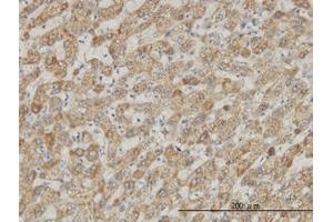 Image no. 1 for anti-DEAD (Asp-Glu-Ala-Asp) Box Polypeptide 56 (DDX56) (AA 450-548) antibody (ABIN599259) (DDX56 抗体  (AA 450-548))