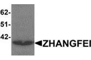 Western blot analysis of ZHANGFEI in K562 cell lysate with ZHANGFEI antibody at 1 μg/ml. (CREBZF 抗体  (N-Term))