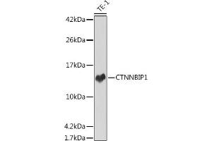 Western blot analysis of extracts of TE-1 cells, using CTNNBIP1 antibody (ABIN7266145) at 1:1000 dilution. (CTNNBIP1 抗体)