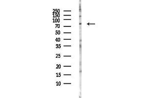 Western blot analysis of lysates from HepG2 cells(LPS, 4h treatment), using BAH Antibody at 1/1000 dilution.