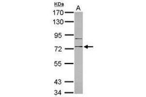 Image no. 2 for anti-CD180 Molecule (CD180) (Internal Region) antibody (ABIN1496007) (CD180 抗体  (Internal Region))