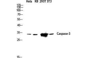 Western Blot (WB) analysis of HeLa KB 293T 3T3 lysis using Caspase-3 antibody. (Caspase 3 抗体  (Ser1981))