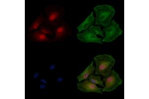 ABIN7094196 and ABIN7098242 staining  cells by IF/ICC. (EIF4H 抗体  (N-Term))