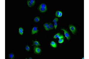 Immunofluorescence (IF) image for anti-Potassium Voltage-Gated Channel, Subfamily H (Eag-Related), Member 7 (KCNH7) (AA 1-300) antibody (ABIN7163997)