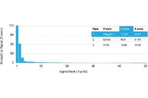 Analysis of Protein Array containing >19,000 full-length human proteins using Filaggrin Mouse Monoclonal Antibody (FLG/1561) Z- and S- Score: The Z-score represents the strength of a signal that a monoclonal antibody (Monoclonal Antibody) (in combination with a fluorescently-tagged anti-IgG secondary antibody) produces when binding to a particular protein on the HuProtTM array. (Filaggrin 抗体  (AA 198-288))