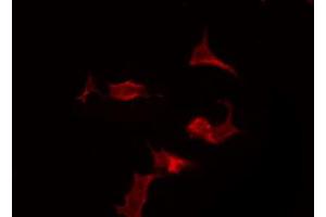 ABIN6266617 staining 293 by IF/ICC. (PAX5 抗体  (N-Term))