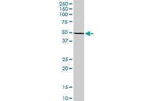 KRT36 MaxPab polyclonal antibody. (Keratin 36 抗体  (AA 1-417))