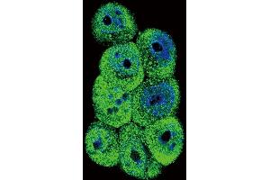 Immunofluorescence (IF) image for anti-Aldo-Keto Reductase Family 1, Member B1 (Aldose Reductase) (AKR1B1) (AA 102-135) antibody (ABIN389206)