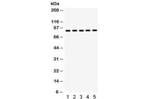 Western blot testing of 1) rat testis, 2) rat thymus, 3) human placenta, 4) SW620 and 5) HeLa lysate with HSP90 beta antibody.
