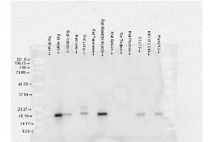 Western Blot analysis of Rat Brain, Heart, Kidney, Liver, Pancreas, Skeletal muscle, Spleen, Testes, Thymus cell lysates showing detection of Alpha B Crystallin protein using Mouse Anti-Alpha B Crystallin Monoclonal Antibody, Clone 3A10. (CRYAB 抗体  (PerCP))