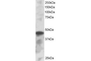 ABIN184813 staining (1µg/ml) of K562 lysate (RIPA buffer, 30µg total protein per lane). (IRF8 抗体  (C-Term))