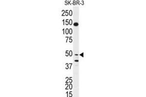 Western Blotting (WB) image for anti-BPI Fold Containing Family B, Member 2 (BPIFB2) antibody (ABIN3003205) (BPIL1 抗体)