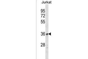OR1C1 Antibody (C-term) (ABIN1537007 and ABIN2849909) western blot analysis in Jurkat cell line lysates (35 μg/lane). (OR1C1 抗体  (C-Term))