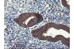Image no. 5 for anti-TNF Receptor-Associated Protein 1 (TRAP1) antibody (ABIN1501500)