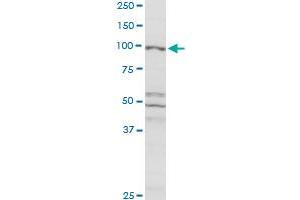 CBL MaxPab rabbit polyclonal antibody. (CBL 抗体  (AA 1-906))