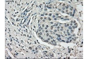 Image no. 3 for anti-P450 (Cytochrome) Oxidoreductase (POR) antibody (ABIN1497744) (POR 抗体)