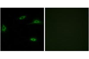 Immunofluorescence (IF) image for anti-Olfactory Receptor, Family 2, Subfamily T, Member 11 (OR2T11) (AA 51-100) antibody (ABIN1535812)
