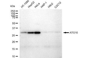 anti-Autophagy Related 10 (ATG10) antibody