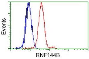 Image no. 1 for anti-Ring Finger Protein 144B (RNF144B) (AA 1-256) antibody (ABIN1490651) (RNF144B 抗体  (AA 1-256))