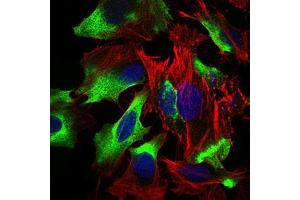 Immunofluorescence analysis of Hela cells using CD22 mouse mAb (green). (CD22 抗体  (AA 621-725))