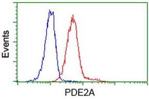 Image no. 3 for anti-phosphodiesterase 2A, CGMP-Stimulated (PDE2A) antibody (ABIN1500084) (PDE2A 抗体)