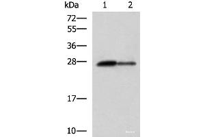 Western blot analysis of Rat pancreas tissue and Mouse pancreas tissue lysates using CTRB1 Polyclonal Antibody at dilution of 1:1000 (CTRB1 抗体)