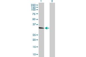 Western Blot analysis of MSX1 expression in transfected 293T cell line by MSX1 MaxPab polyclonal antibody. (MSX1 抗体  (AA 1-297))