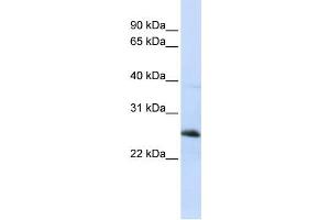 Western Blotting (WB) image for anti-Reticulon 1 (RTN1) antibody (ABIN2459313) (Reticulon 1 抗体)