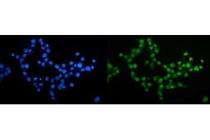 IF analysis of CDC27 using anti-CDC27 antibody (ABIN7602163).