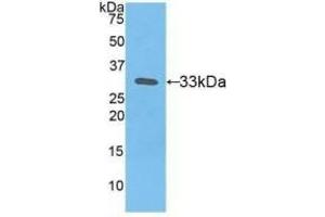 Western Blotting (WB) image for anti-Coagulation Factor III (thromboplastin, Tissue Factor) (F3) (AA 34-251) antibody (ABIN7431899)