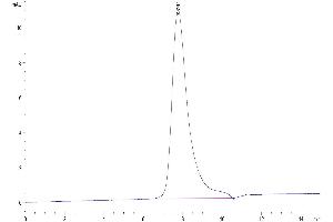 The purity of Human Her2/ErbB2 Domain 4 is greater than 95 % as determined by SEC-HPLC.
