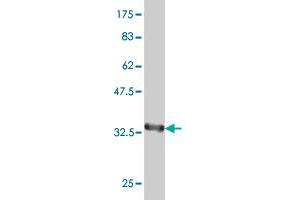 Western Blotting (WB) image for anti-Paired Box 8 (PAX8) (AA 300-377) antibody (ABIN521664)