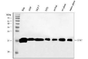 Western blot analysis of PC4/SUB1 using anti-PC4/SUB1 antibody (ABIN7602185).