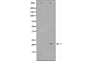 Western blot analysis on COS7 cell lysate using Histone H1 Antibody，The lane on the left is treated with the antigen-specific peptide. (H1FOO 抗体  (Internal Region))