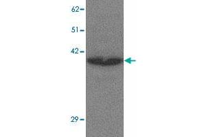 Western blot analysis of CREBZF in K-562 cell lysate with CREBZF polyclonal antibody  at 1 ug/mL. (CREBZF 抗体  (N-Term))