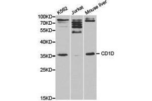 Western Blotting (WB) image for anti-CD1d Molecule (CD1D) antibody (ABIN1871594) (CD1d 抗体)