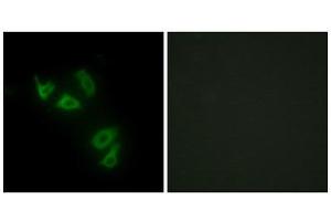 Immunofluorescence (IF) image for anti-Mucin 13, Cell Surface Associated (MUC13) (C-Term) antibody (ABIN1849970) (MUC13 抗体  (C-Term))