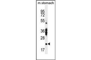 Western Blotting (WB) image for anti-RNA Binding Protein with Multiple Splicing 2 (RBPMS2) (AA 120-149), (Middle Region) antibody (ABIN954489)