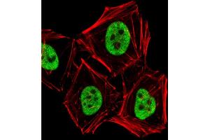 Fluorescent image of Hela cells stained with PCGF6 Antibody (C-term) (ABIN6243439 and ABIN6577713). (PCGF6 抗体  (C-Term))